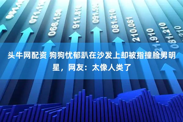 头牛网配资 狗狗忧郁趴在沙发上却被指撞脸男明星，网友：太像人类了